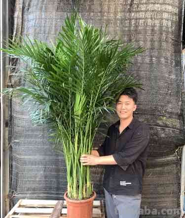 5种不容错过的室内观叶盆栽,阳光少也能养,不比观花植物差