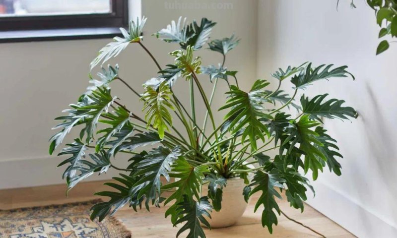 5种不容错过的室内观叶盆栽，阳光少也能养，不比观花植物差