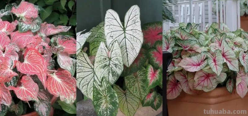5种不容错过的室内观叶盆栽，阳光少也能养，不比观花植物差