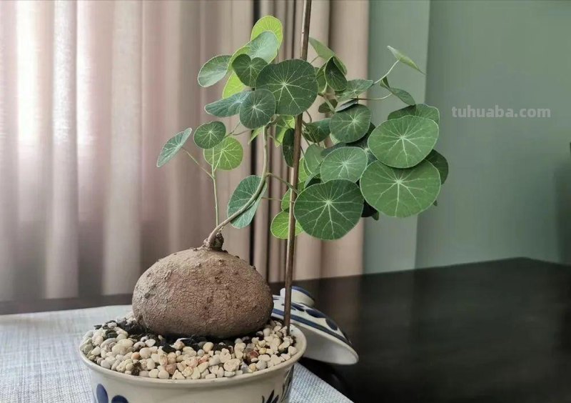 5种不容错过的室内观叶盆栽，阳光少也能养，不比观花植物差