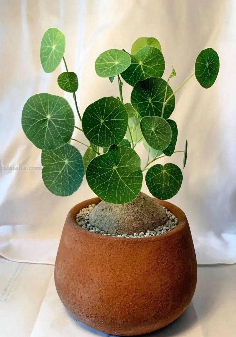 5种不容错过的室内观叶盆栽，阳光少也能养，不比观花植物差