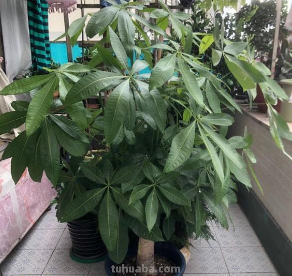 发财树怎么养？记住“4点”，枝叶油绿繁茂，蹭蹭蹿新芽