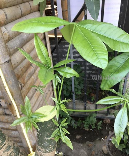 发财树怎么养?记住“4点”,枝叶油绿繁茂,蹭蹭蹿新芽