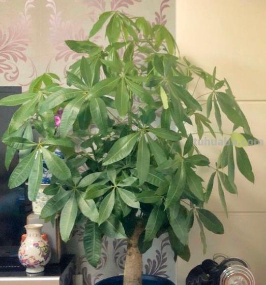 发财树怎么养？记住“4点”，枝叶油绿繁茂，蹭蹭蹿新芽