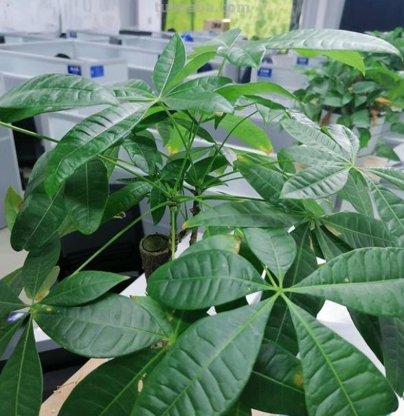 发财树怎么养？记住“4点”，枝叶油绿繁茂，蹭蹭蹿新芽