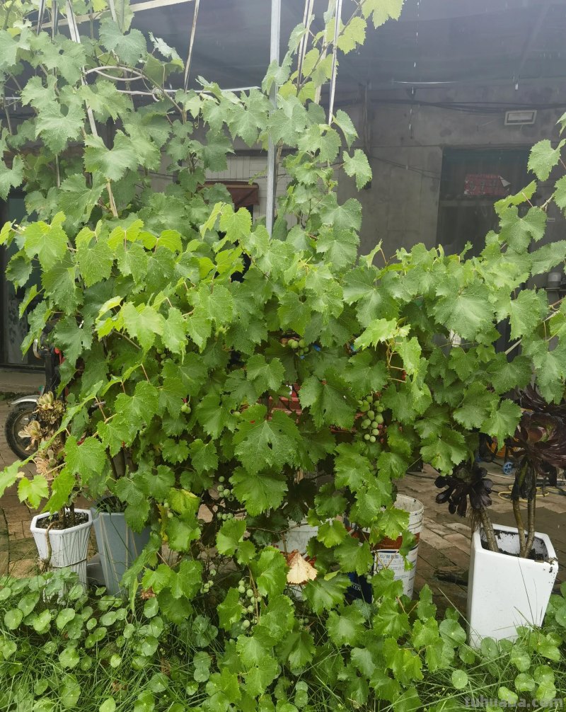 多肉植物-欣赏