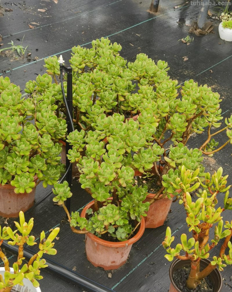 多肉植物-欣赏