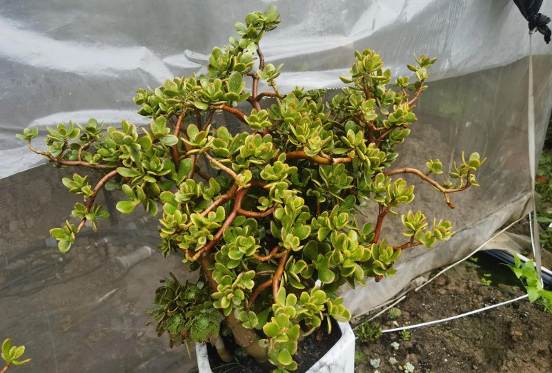 多肉植物-欣赏