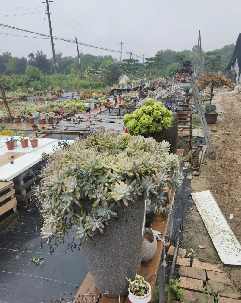 多肉植物-欣赏