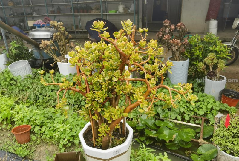 多肉植物-欣赏