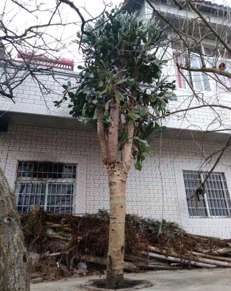 仙人掌养不死，就能长成“参天大树”，开花数百朵，挂满火龙果