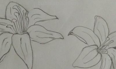怎么画百合花简笔画 简笔画百合花的步骤？