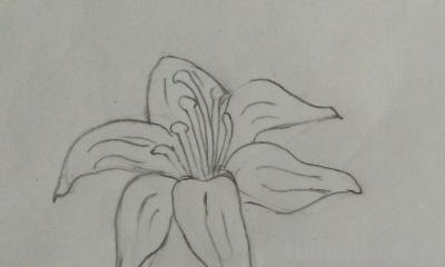 怎么画百合花简笔画 简笔画百合花的步骤？