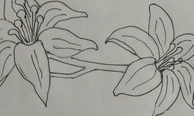 怎么画百合花简笔画 简笔画百合花的步骤？