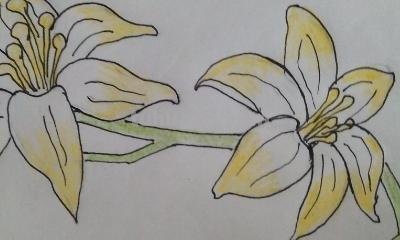 怎么画百合花简笔画 简笔画百合花的步骤？