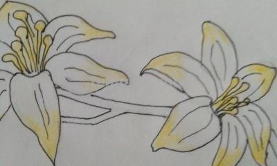 怎么画百合花简笔画 简笔画百合花的步骤？