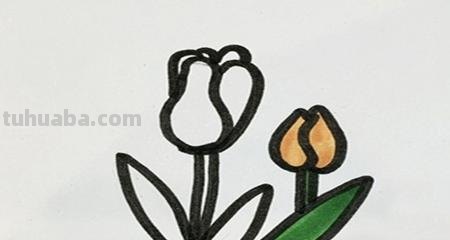 怎么画百合花简笔画 简笔画百合花的步骤？