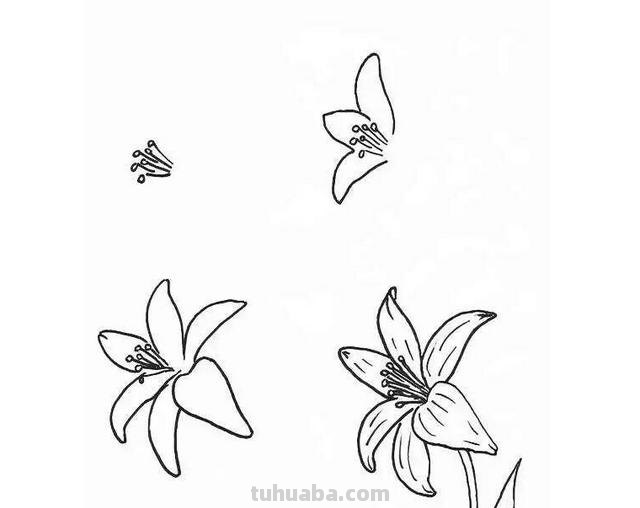 怎么画百合花简笔画 简笔画百合花的步骤？