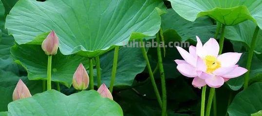 「优秀作文」《色彩》