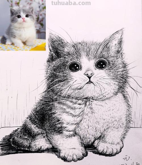 猫装饰速写 素描中猫的毛发应该怎样画？