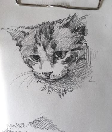 猫装饰速写 素描中猫的毛发应该怎样画？