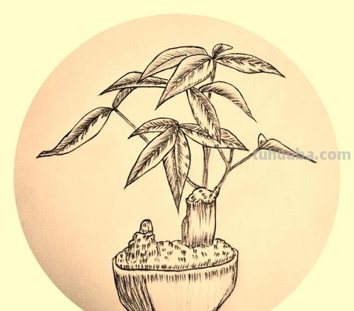 盆栽画技巧速写 植物素描技巧?