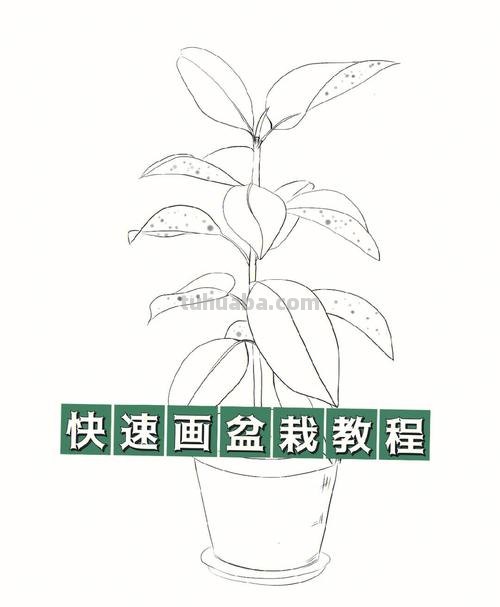 盆栽画技巧速写 植物素描技巧?