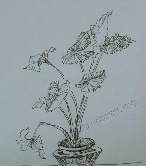 盆栽画技巧速写 植物素描技巧?