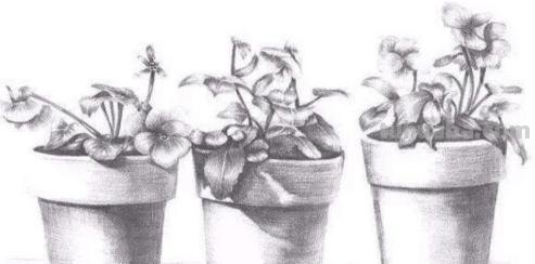 盆栽画技巧速写 植物素描技巧？