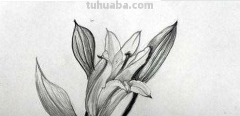 盆栽画技巧速写 植物素描技巧？