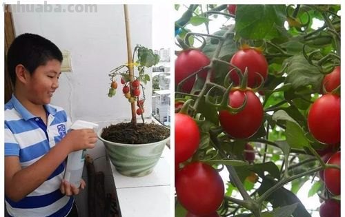 西红柿怎么种手抄报 西红柿的种植全过程与方法?