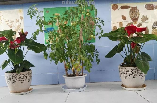 西红柿怎么种手抄报 西红柿的种植全过程与方法?
