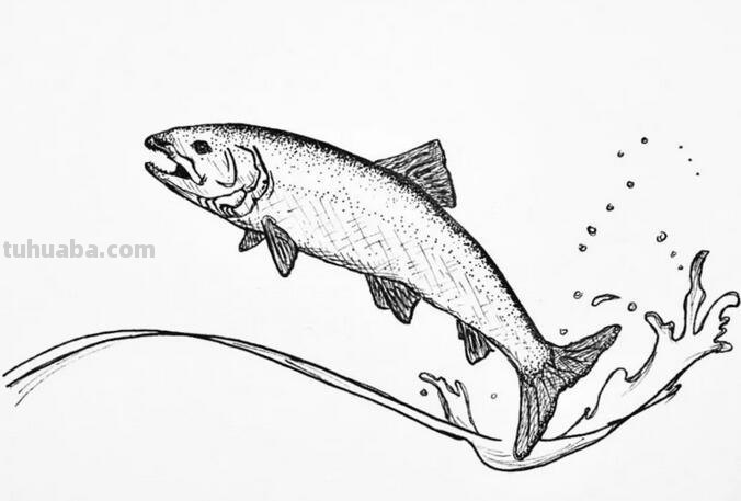 每天学一幅简笔画-非常逼真的针管笔小动物简笔画