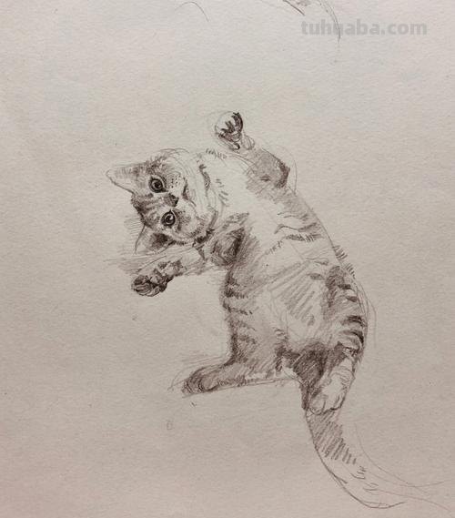 猫速写可爱 如何素描一只可爱的小猫咪？