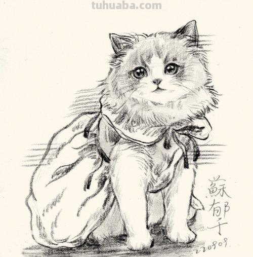 猫速写可爱 如何素描一只可爱的小猫咪？