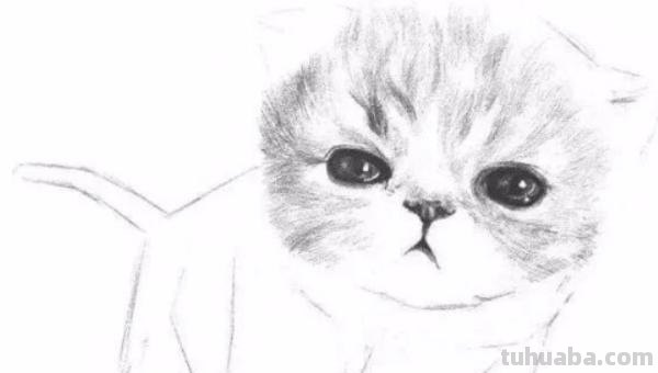 猫速写可爱 如何素描一只可爱的小猫咪？