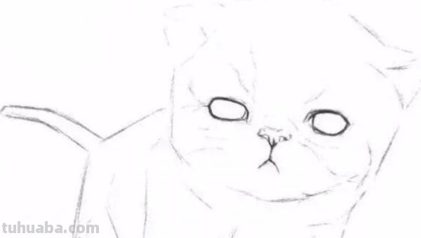 猫速写可爱 如何素描一只可爱的小猫咪？