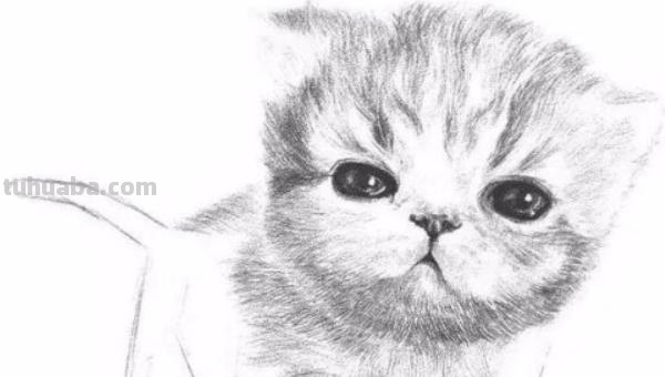 猫速写可爱 如何素描一只可爱的小猫咪？