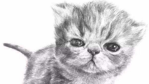 猫速写可爱 如何素描一只可爱的小猫咪？