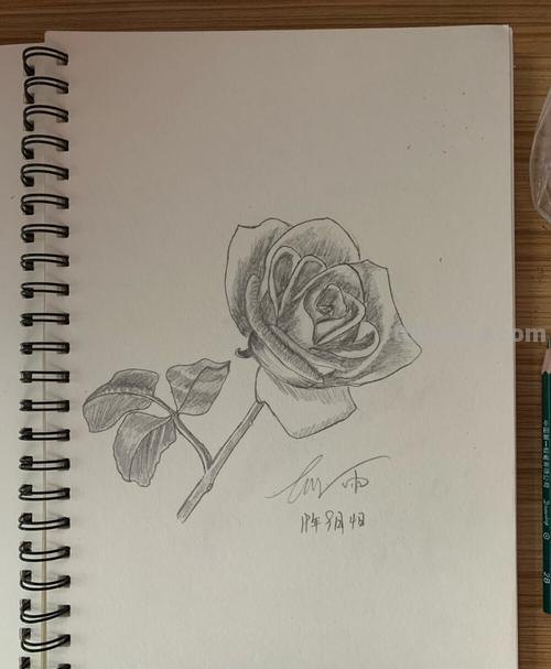 铅笔画花 铅笔画花卉图片大全