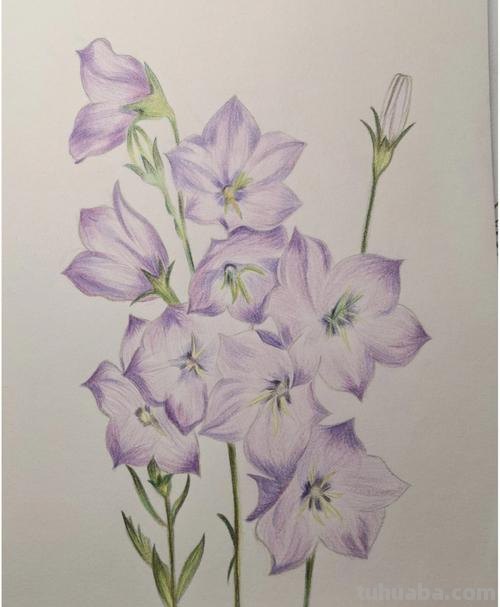 铅笔画花 铅笔画花卉图片大全