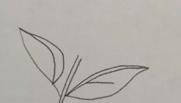 花朵怎么画 铅笔画