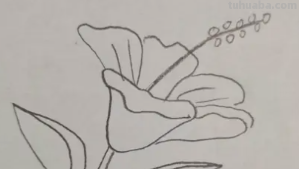 花朵怎么画 铅笔画