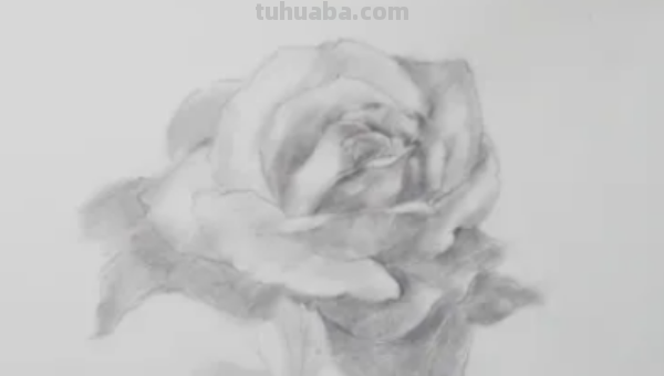 玫瑰画法教程铅笔画