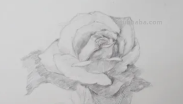 玫瑰画法教程铅笔画