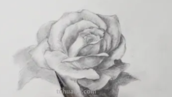 玫瑰画法教程铅笔画