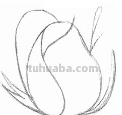 求素描玫瑰花的画法 要有有图的步骤