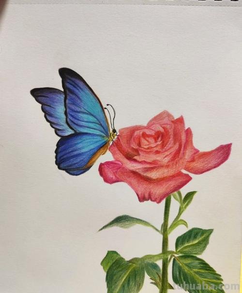 彩铅玫瑰与蝴蝶怎么画 儿童彩铅画教程入门零基础？