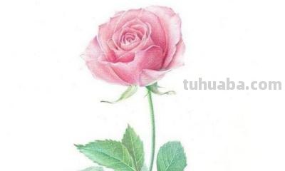 彩铅玫瑰与蝴蝶怎么画 儿童彩铅画教程入门零基础？