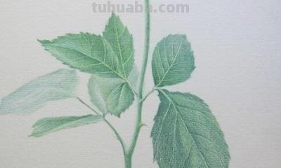 彩铅玫瑰与蝴蝶怎么画 儿童彩铅画教程入门零基础？
